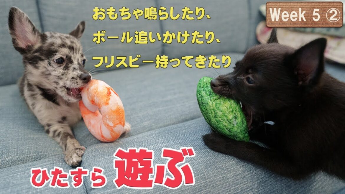 【Week5-2】実はオモチャ遊びも上手になってる子犬達。つまり一日中遊んでいるってこと【ミックス犬姉妹】