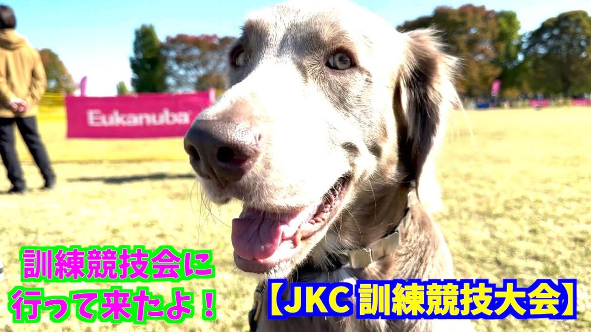 訓練中のワイマラナーが訓練競技会に行く【見学】