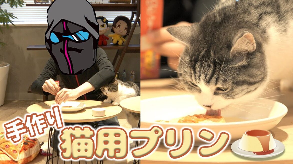 手作り猫用プリンに挑戦!【スコティッシュフォールド】 手作り猫用プリンに挑戦!【スコティッシュフォールド】