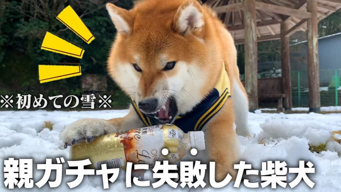 過去一噛まれた!初雪でテンション100%の柴犬が可愛い….【和風総分家】 過去一噛まれた!初雪でテンション100%の柴犬が可愛い....【和風総分家】
