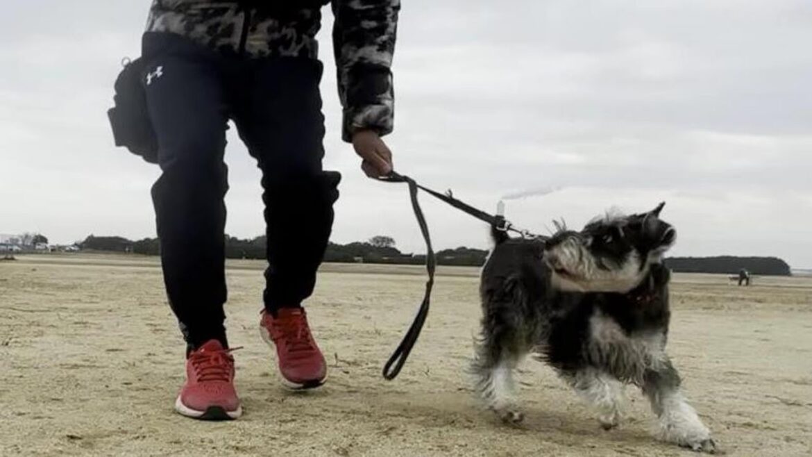 とても簡単な犬の引っ張り癖の治し方【②ミニチュアシュナウザー犬/しつけ/訓練】