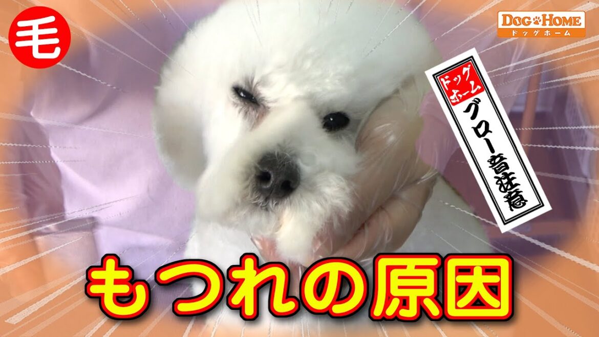 もつれる毛:個所-動きによる要因 初めての場所でブロー。。。その動き! 【プードルのビヨルちゃん出演】 ୨୧∵トリミング サロン DOG HOME ドッグホーム∵୨୧ もつれる毛:個所-動きによる要因 初めての場所でブロー。。。その動き! 【プードルのビヨルちゃん出演】 ୨୧∵トリミング サロン DOG HOME ドッグホーム∵୨୧