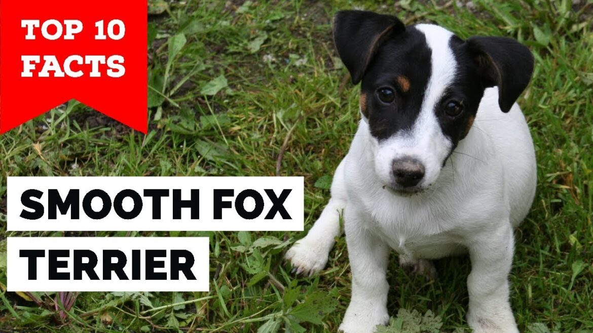Smooth Fox Terrier - トップ10の事実 (The Gentleman Terrier)