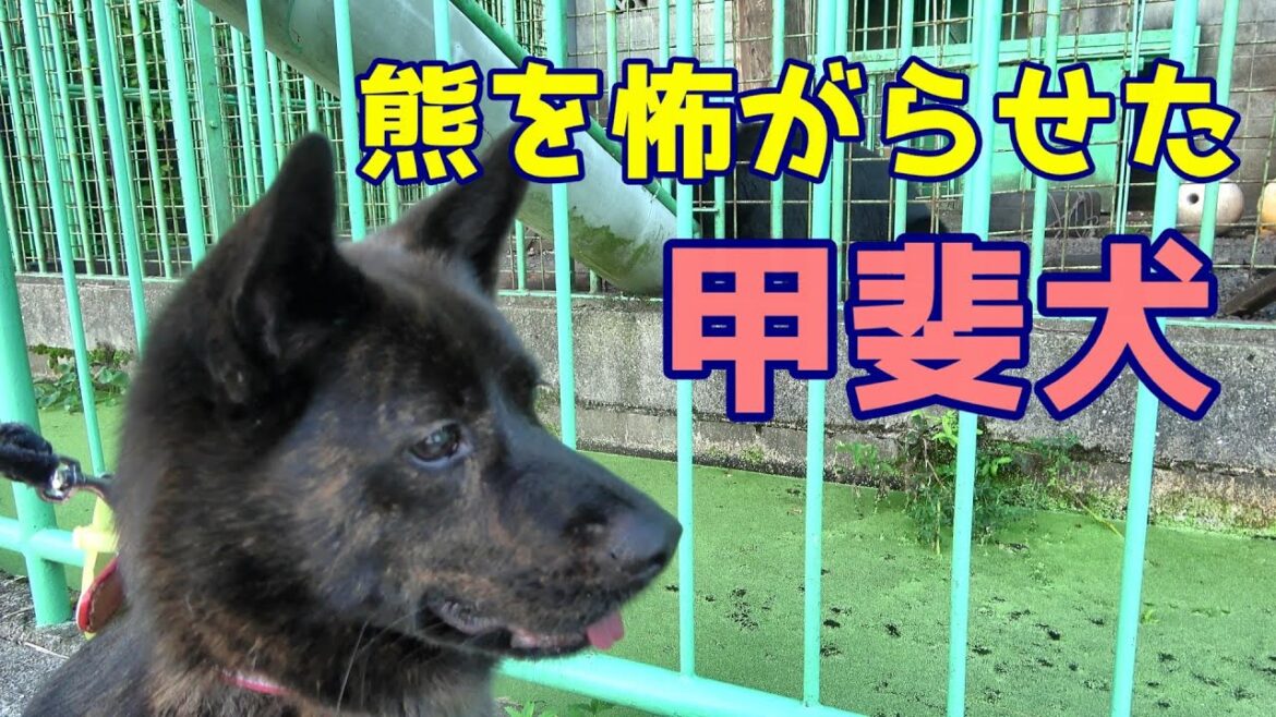 【甲斐犬】熊の太郎と、くまこと、猪のぽうに会いに行きました。熊と猪にピーナッツをあげてみた-甲斐犬いち