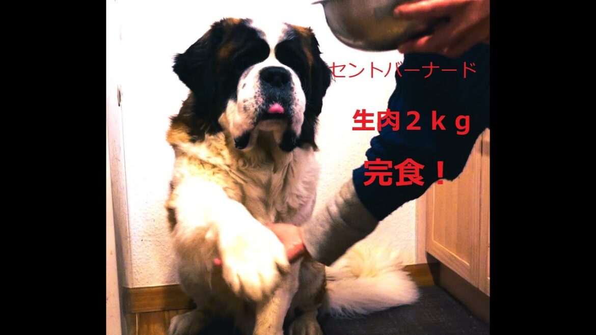 セントバーナード　２ｋｇ　完食！