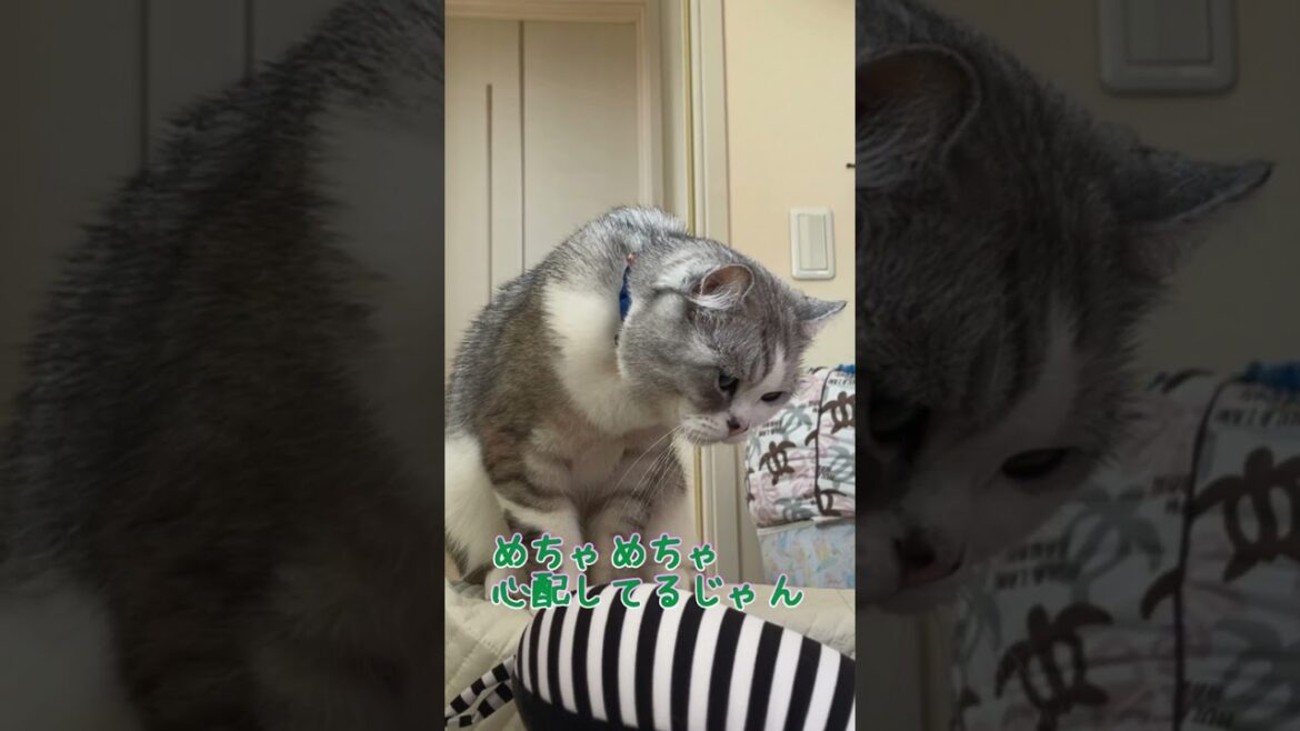 体調不良で寝ているママを心配して寄り添ってくれる兄猫