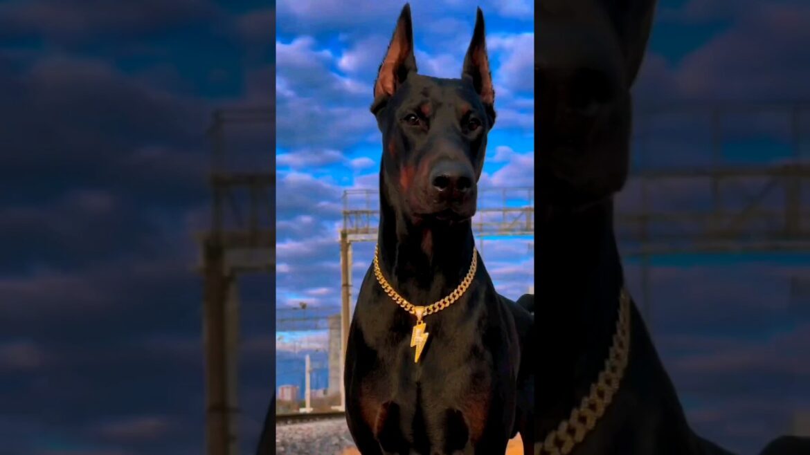 Doberman dog vedio #shorts#viral #shortsvideo #dog