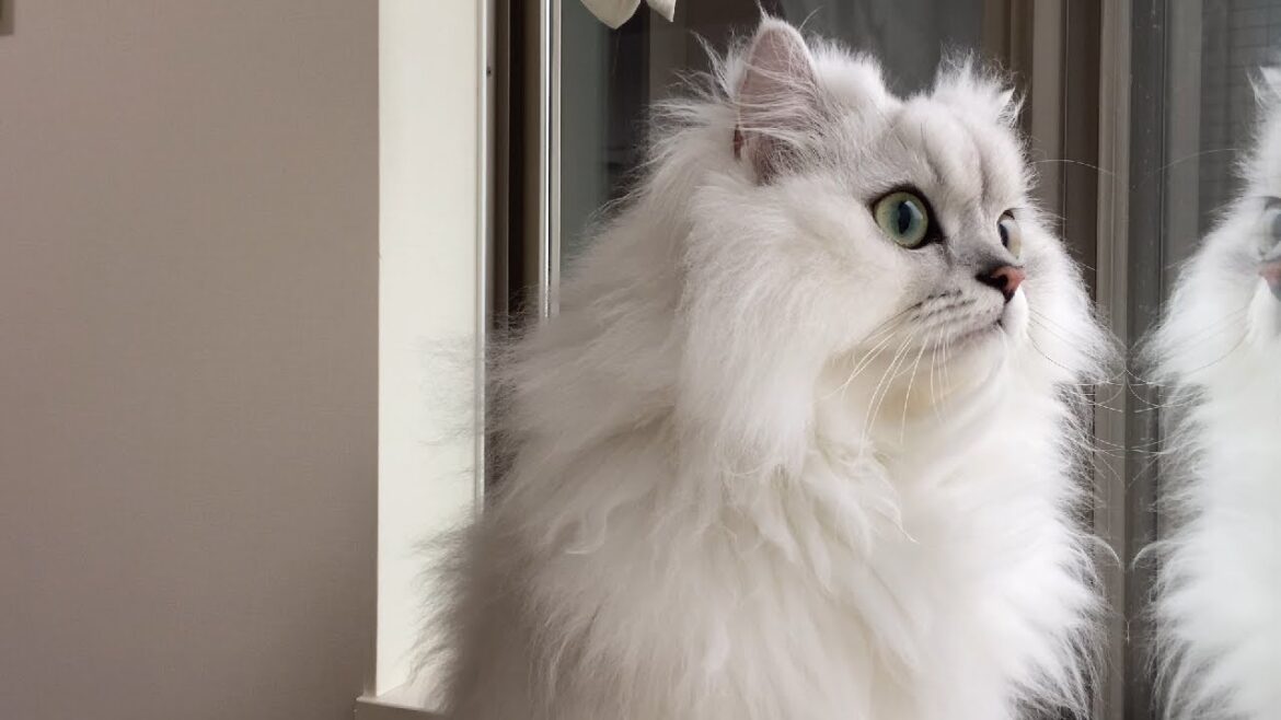 寒い冬の朝、雪見を楽しむ猫 寒い冬の朝、雪見を楽しむ猫