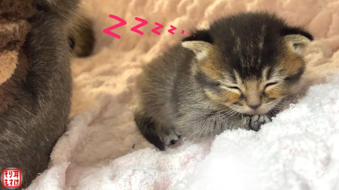 寝落ちする我が子を見守る親の愛に感動して涙出た…【奇跡のイクメン猫】 寝落ちする我が子を見守る親の愛に感動して涙出た…【奇跡のイクメン猫】