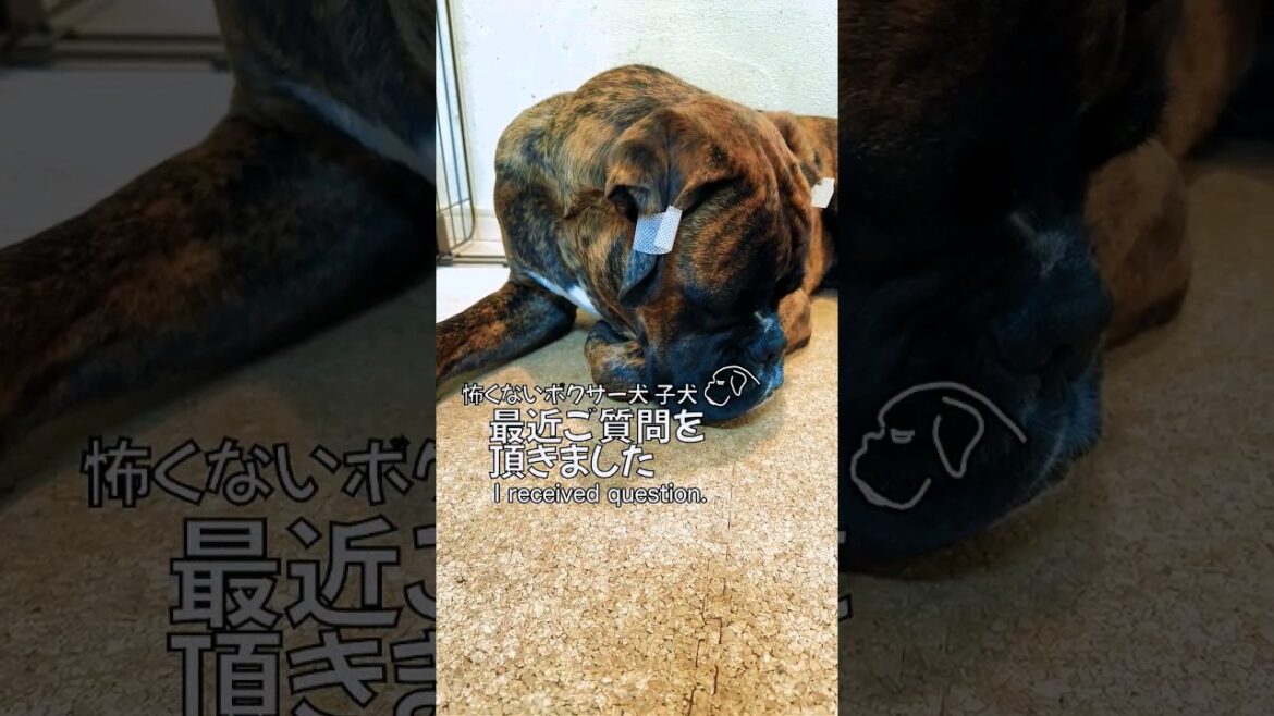 耳の白いテープは何？ 怪我したの？？ #shorts #boxerdog #ボクサー犬