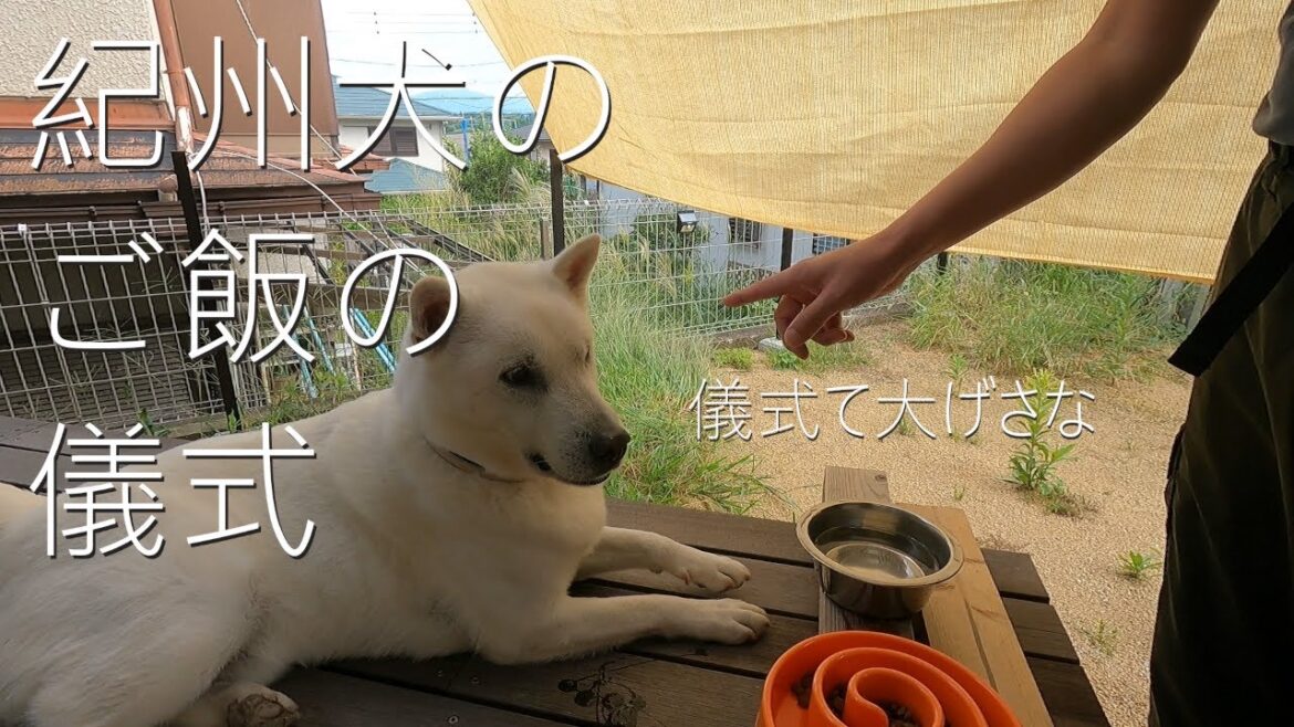 【第8回】紀州犬のご飯の儀式。