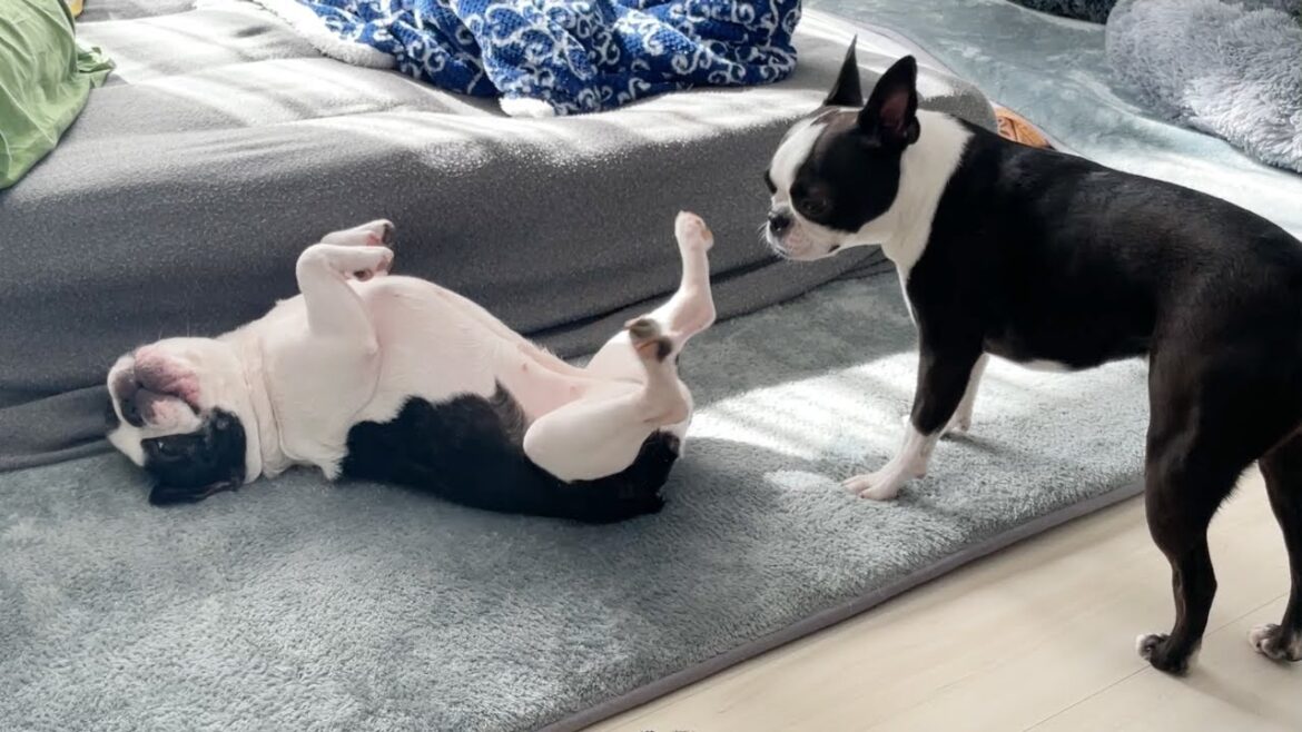 自由になったフレンチブルドッグのレイちゃん！