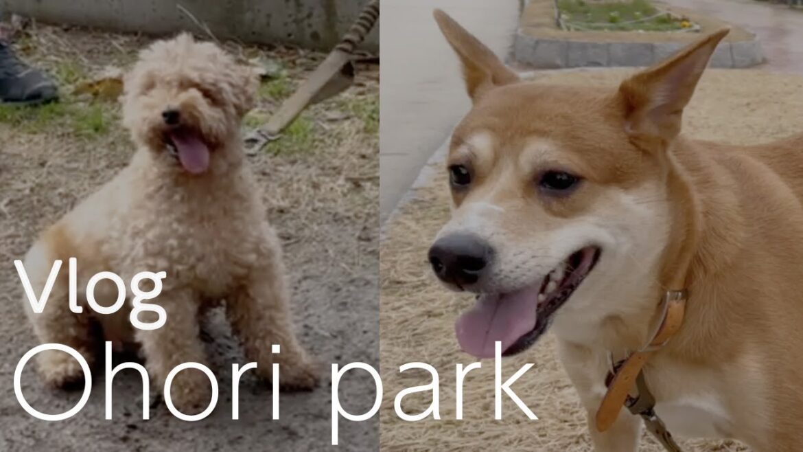 【ぷうくう】大濠公園とワンパークに行ってきた♪【ほのぼのVlogバージョン】