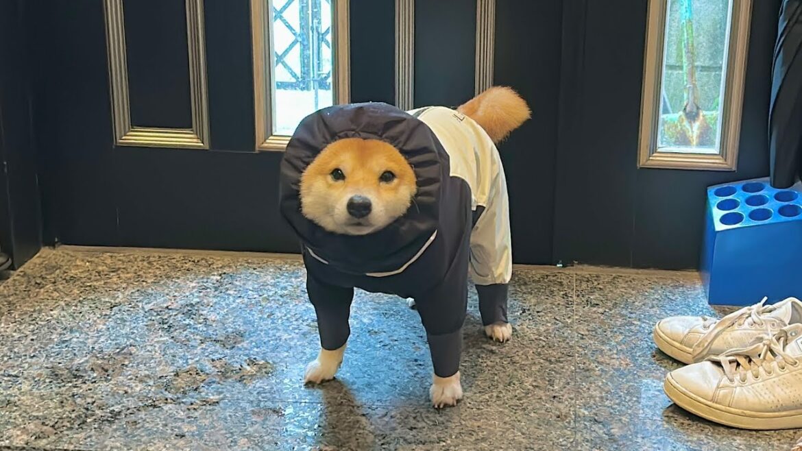 雪の中散歩したら物足りなさそうにしょんぼりたたずむ豆柴が可愛い