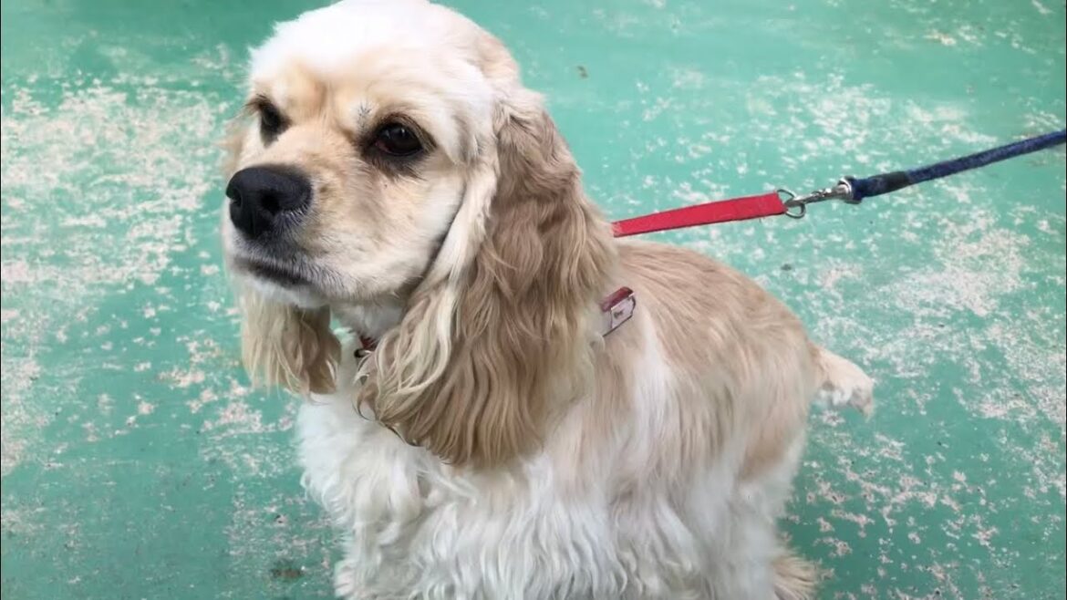 しっぽふりふりアメリカン・コッカー・スパニエル / American Cocker Spaniel waving a cute tail