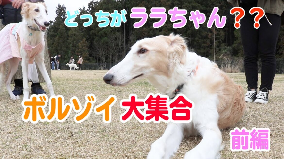 【ララちゃんの兄弟が登場！！】ボルゾイミーティングin丹波、可愛いわんちゃん大集合♪前編