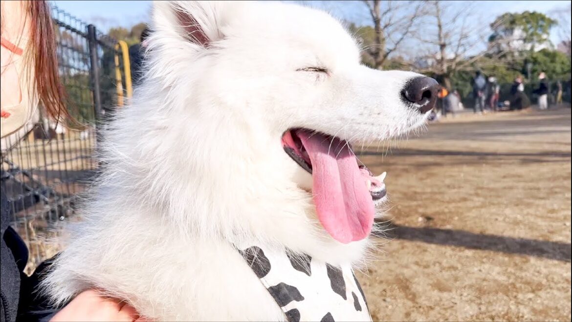 ドッグランに行っても最後はママに甘える甘えん坊な犬【サモエド】