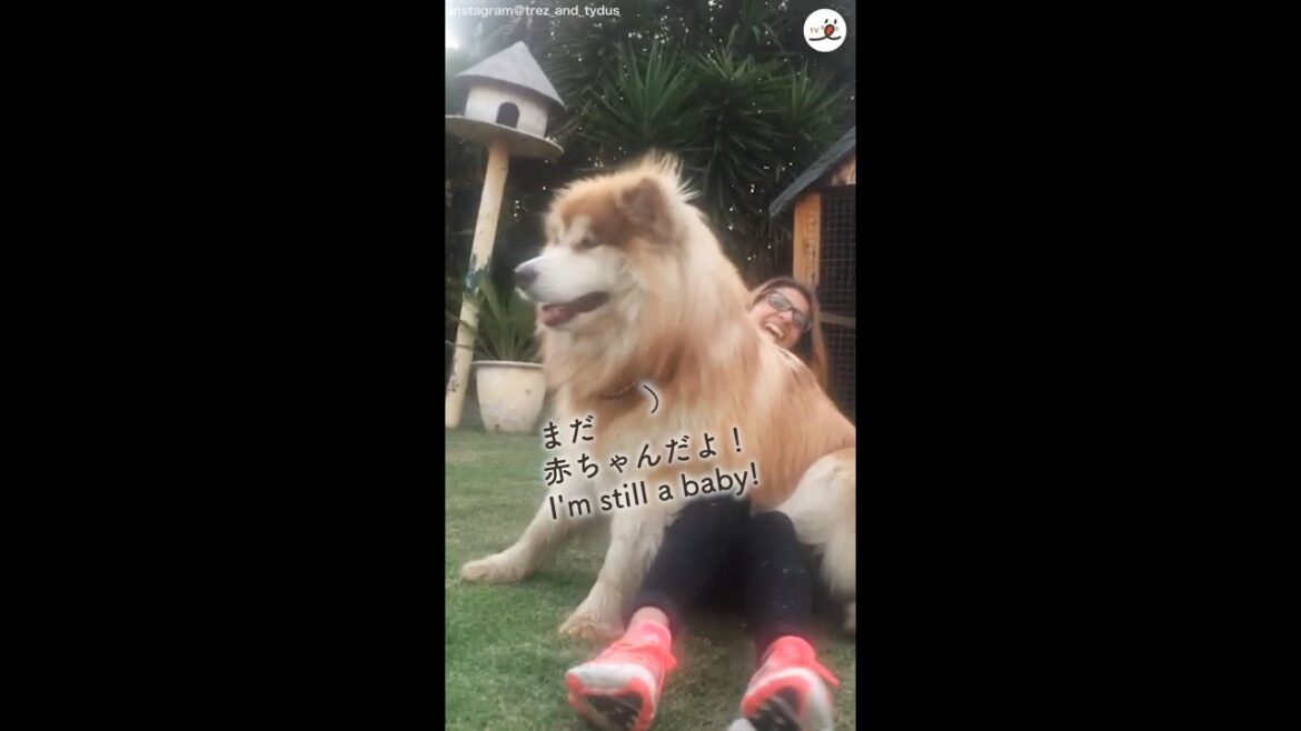 【子犬が驚異の成長！】立派に『大きな甘えん坊』になりました♡