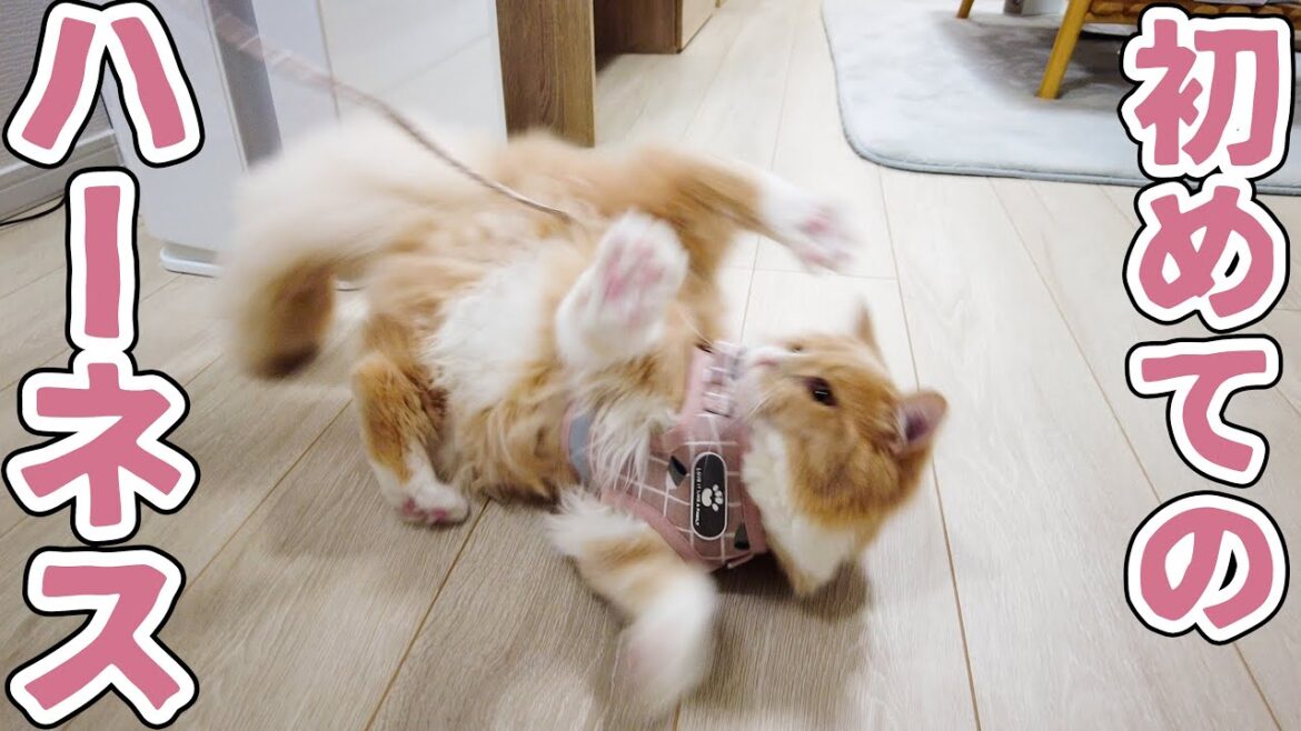 初めてハーネスを付けた子猫の行動がこちら 初めてハーネスを付けた子猫の行動がこちら