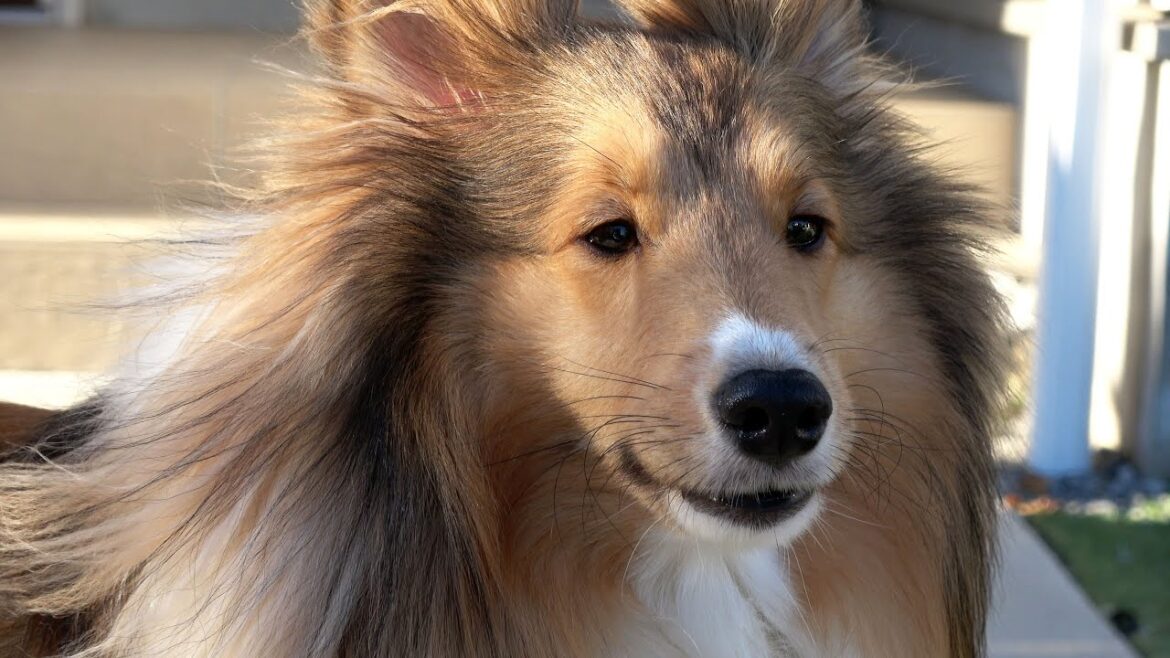 寒い冬の日も元気いっぱいなちょこちゃんです  Sheltie シェットランドシープドッグ