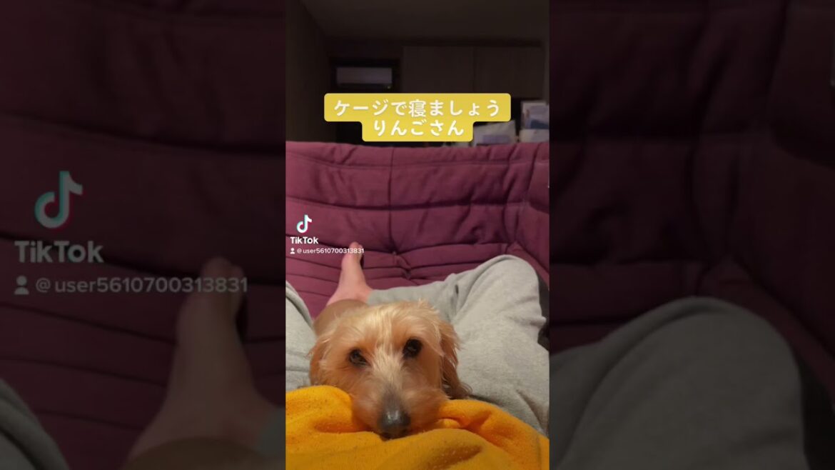 ミニチュアダックスフントのりんご　dachshund ワイヤーダックス
