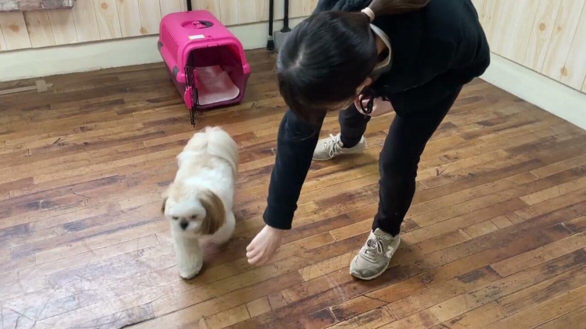 シーズーの”すずちゃん”と”ハウス”の練習！