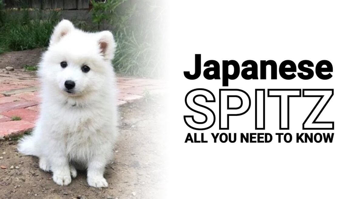 日本スピッツ犬 🗾 この犬を素晴らしいコンパニオンにする品種と特徴の歴史