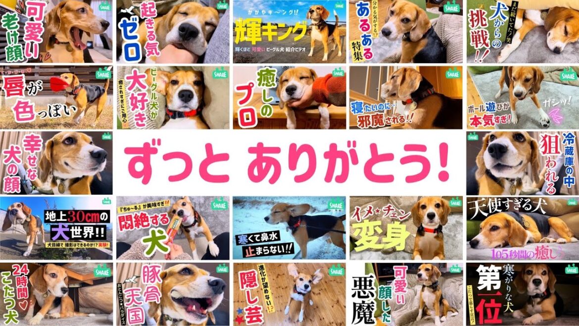 ビーグル愛犬家による ビーグル愛が詰まったビデオ【22作品】 ビーグル愛犬家による ビーグル愛が詰まったビデオ【22作品】