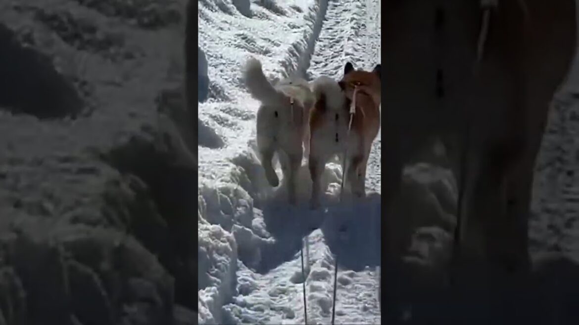 柴犬夫婦のお尻二つ並んで可愛いw