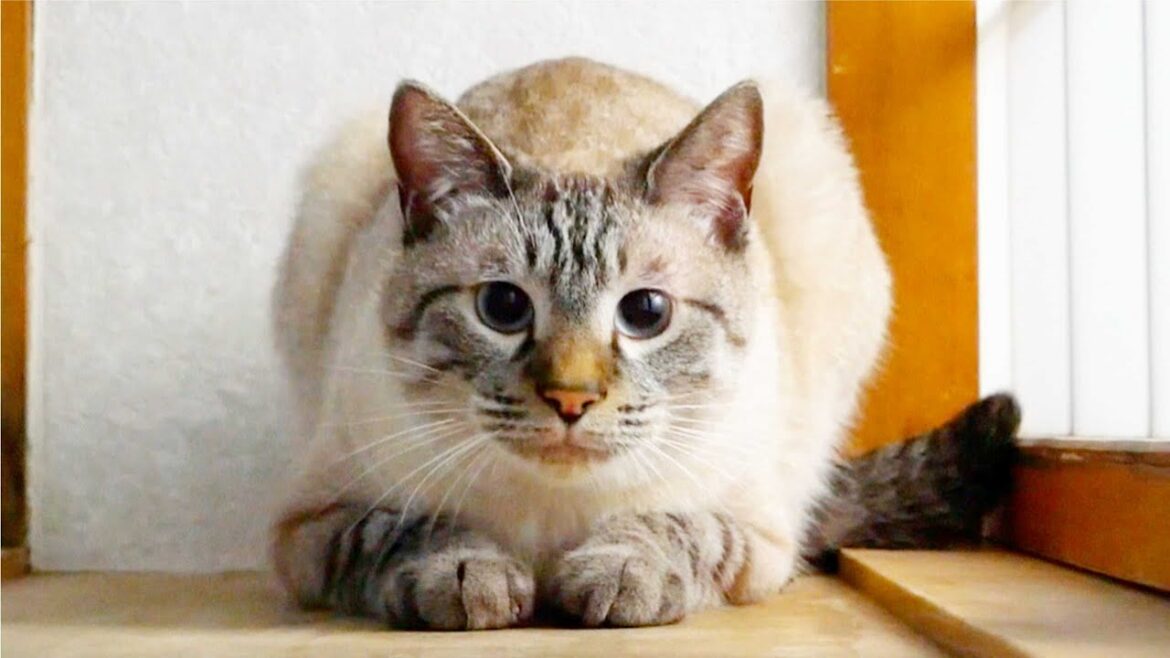 人里離れた奥地にスフィンクスを発見しました