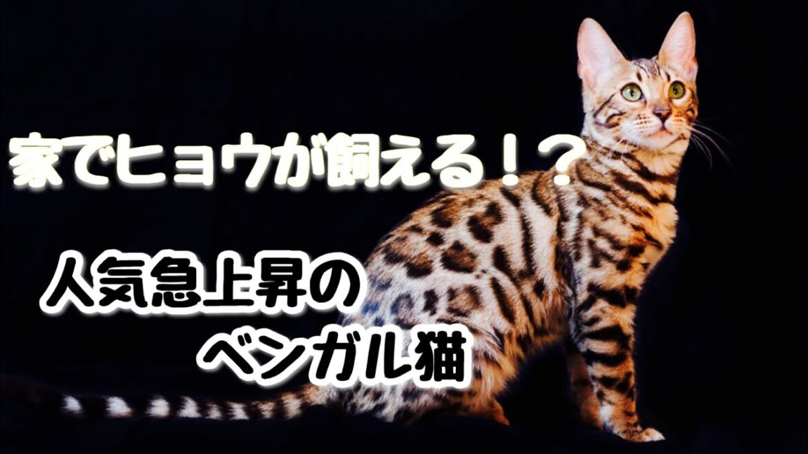ベンガルってどんな猫?野生の血をひくベンガル猫の性格•特徴•魅力 ベンガルってどんな猫?野生の血をひくベンガル猫の性格•特徴•魅力