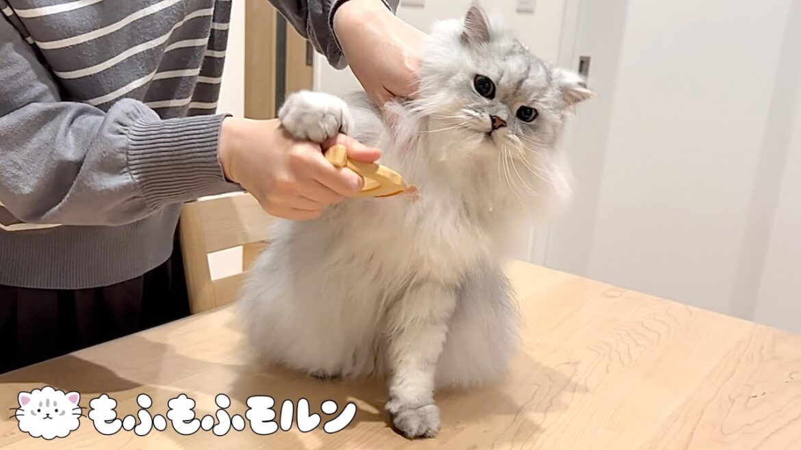 猫に全力で拒否されました 【サイベリアン】