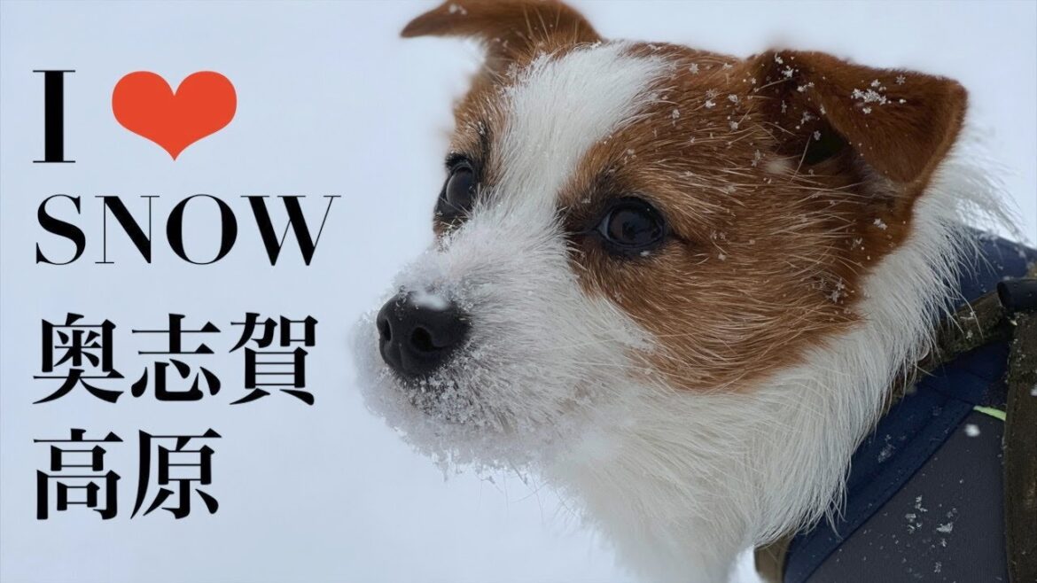 大好きな雪山に大喜びの兄犬と自然の厳しさを知った弟子犬【雪山#2】/My dog loves snow/ジャックラッセルテリア/多頭飼い