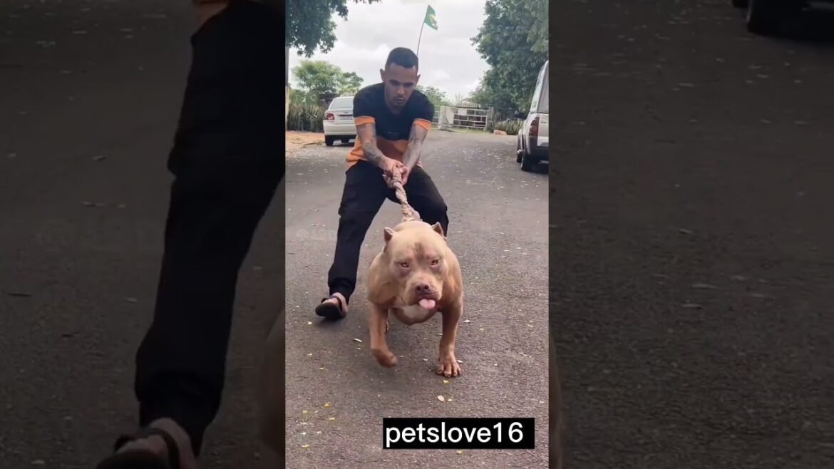 Top 5 deadly dog breeds in the world #viral #shorts #deadly Top 5 deadly dog breeds in the world #viral #shorts #deadly