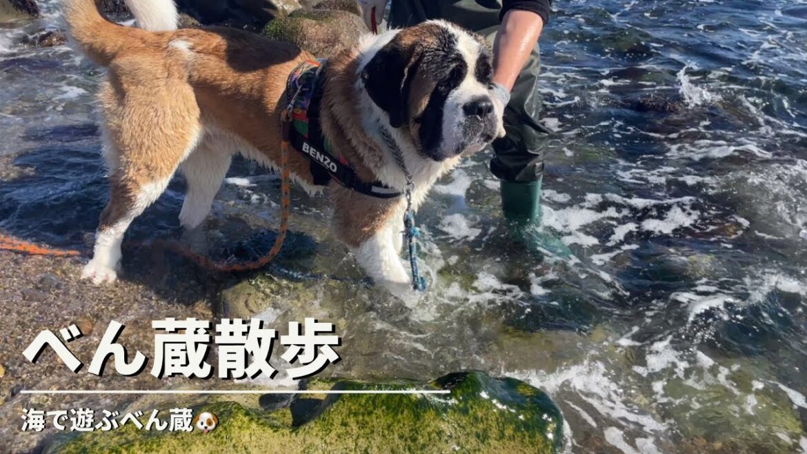 【大型犬 セントバーナード】今年初めての海に行ってきました♪