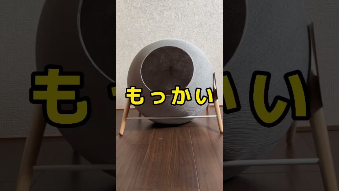 やっぱそうなるんよなーw #猫 #スコティッシュフォールド #ねこのいる生活