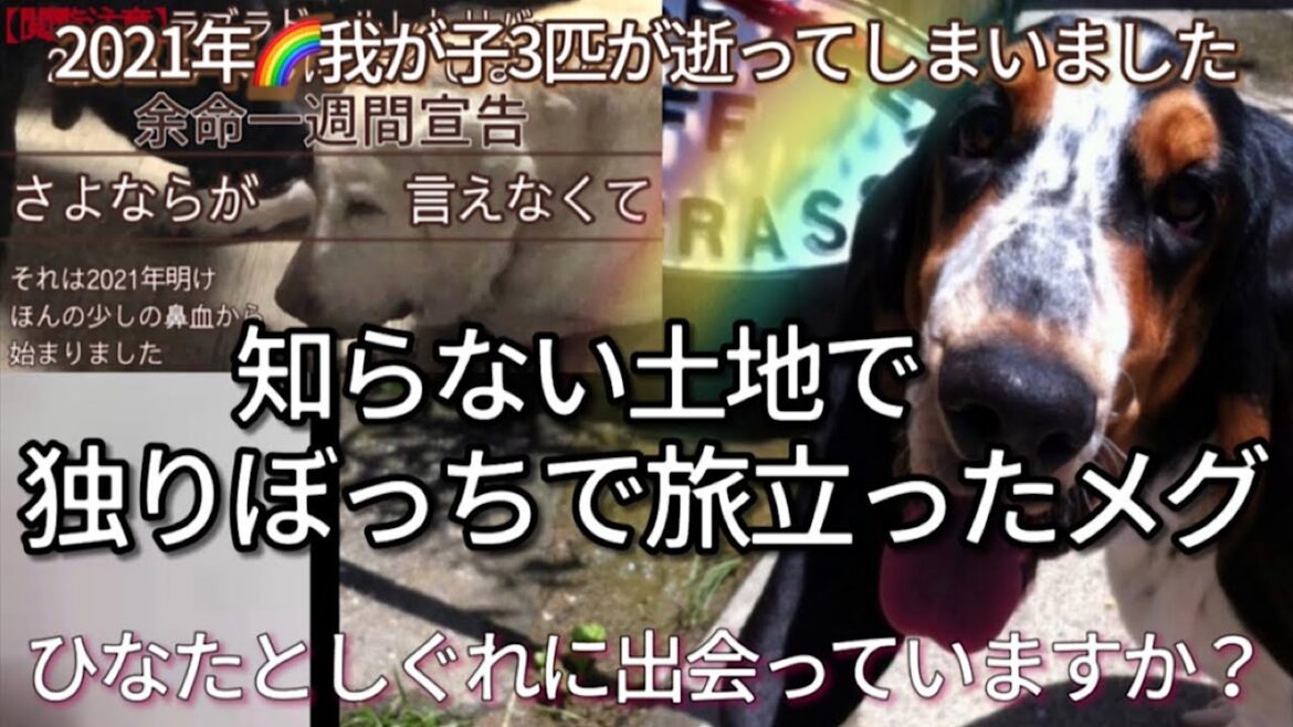 【独りぼっちで虹の橋🌈を渡ったメグ】我が子3匹を亡くした悲しみの2021年 ひなたとしぐれに出会っていますか？ラブラドールレトリバー🦮ラム家