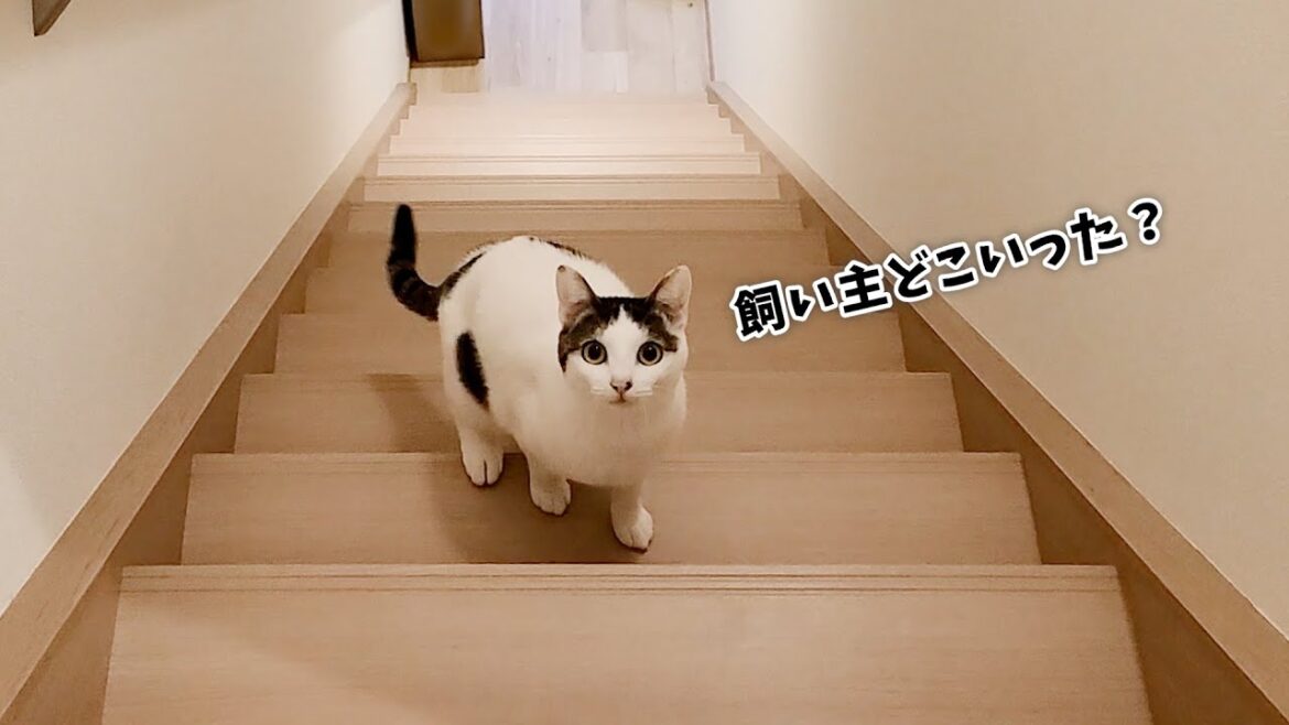 実家に帰った飼い主を探して家中を歩き回る猫が切な過ぎました