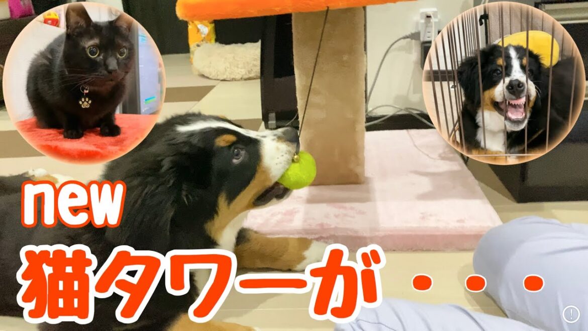 室内遊び！新しい猫タワーで遊ぶバーニーズマウンテンドッグ【子犬】4ヶ月
