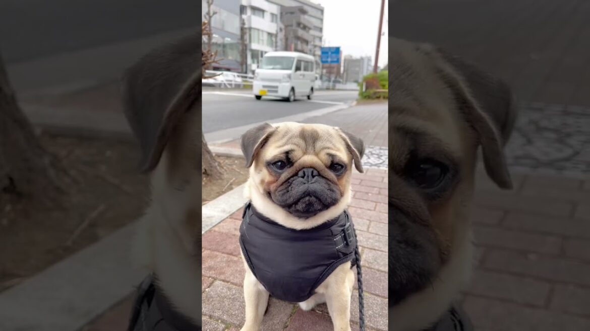 [パグ]服に慣れてきた🐶あったかい♪ (dog finally dressed) #shorts