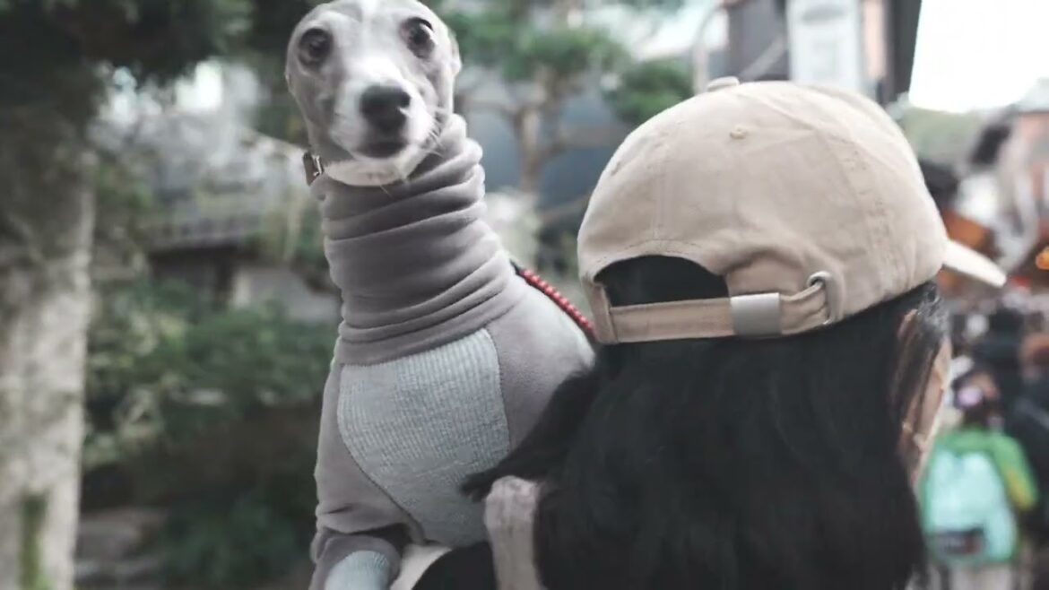 【江ノ島散歩】初めて人がいっぱいいる所に来た犬の反応【イタグレ】