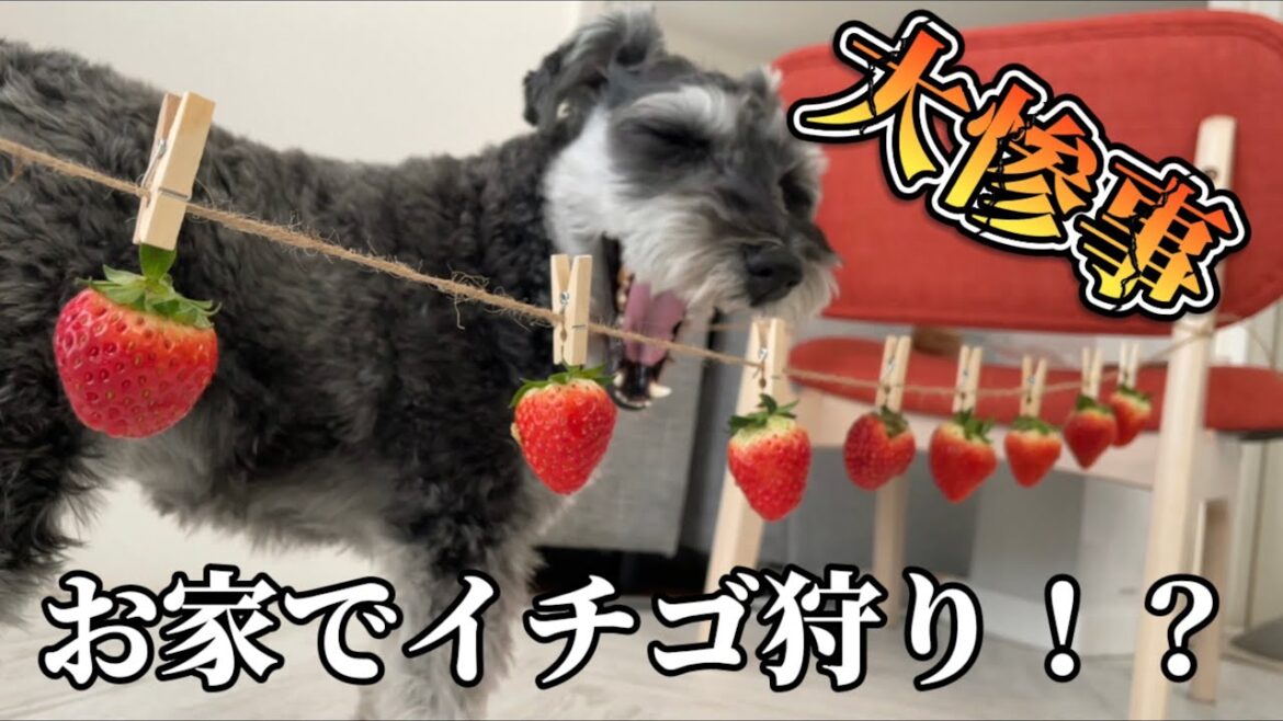 お家でイチゴ狩りをしたら大惨事！？【ミニチュアシュナウザー】【トイプードル】【シュナプー】