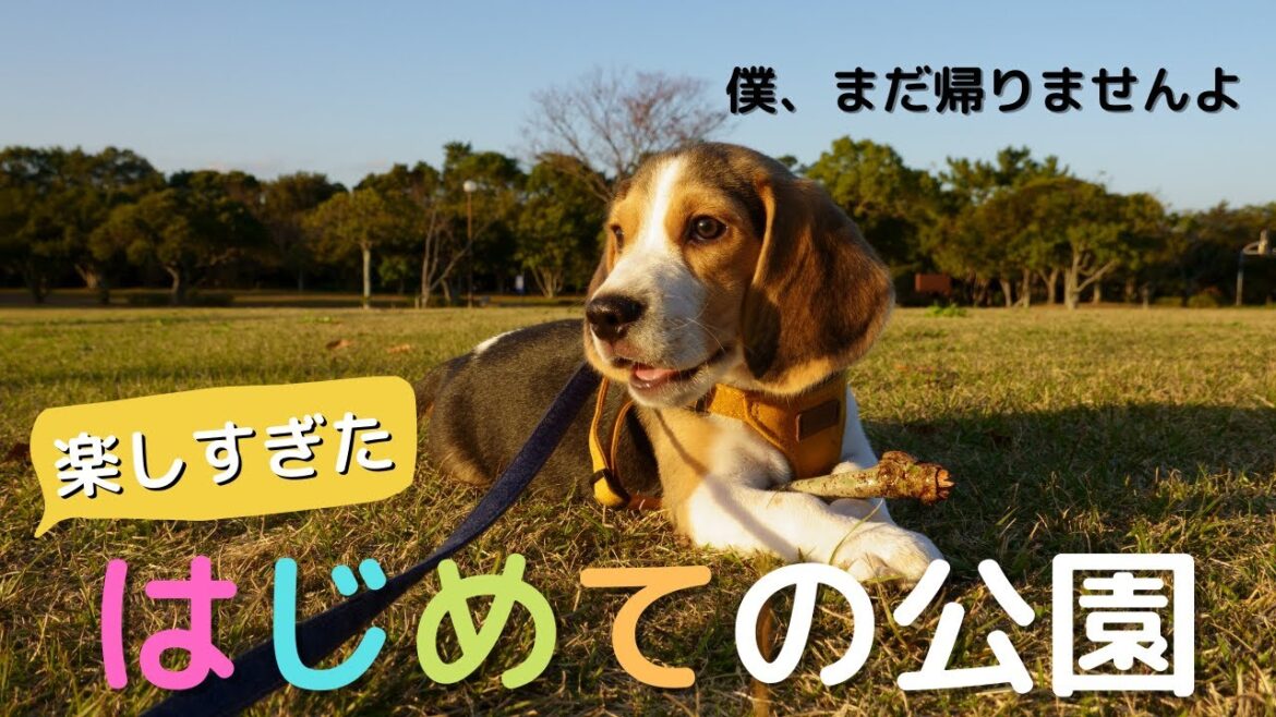 【ビーグル犬 子犬】はじめての公園が天国すぎておおはしゃぎ！|Beagle Puppy, First Park