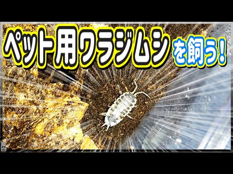 ペット用のワラジムシ飼育を開始します!【ダルメシアンワラジムシ・だんごむし・奇蟲・等脚目・昆虫飼育】 ペット用のワラジムシ飼育を開始します!【ダルメシアンワラジムシ・だんごむし・奇蟲・等脚目・昆虫飼育】