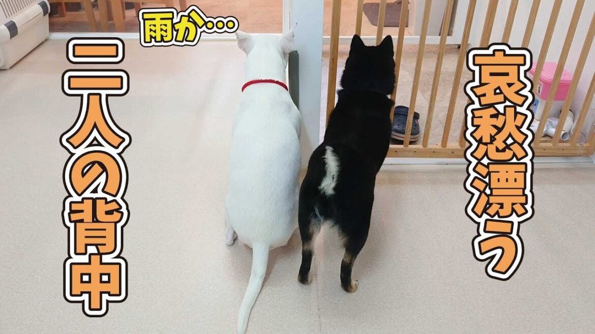 哀愁漂う二人の背中…　🐶ひみつきちなう！②🐶  (ミニチュアブルテリア チワワ 柴犬 トイプードル ビションフリーゼ) 2020年1月28日