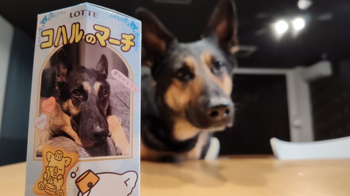 バレンタインチョコに「愛犬のマーチ」作ってみた！【ジャーマンシェパード】