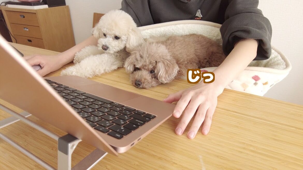 動画編集をチェックしてたのに眠気に勝てなくなるトイプードルがこちら