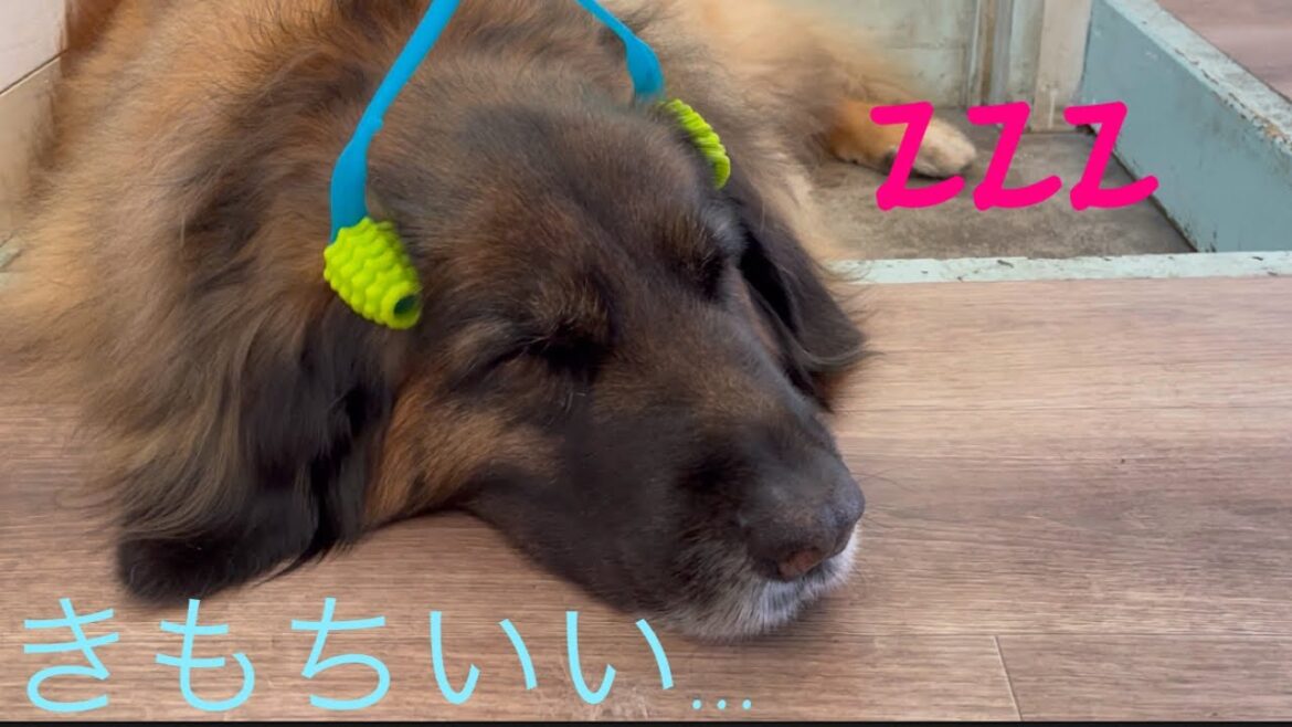 わんわんマッサージをやってみたさら【レオンベルガー】