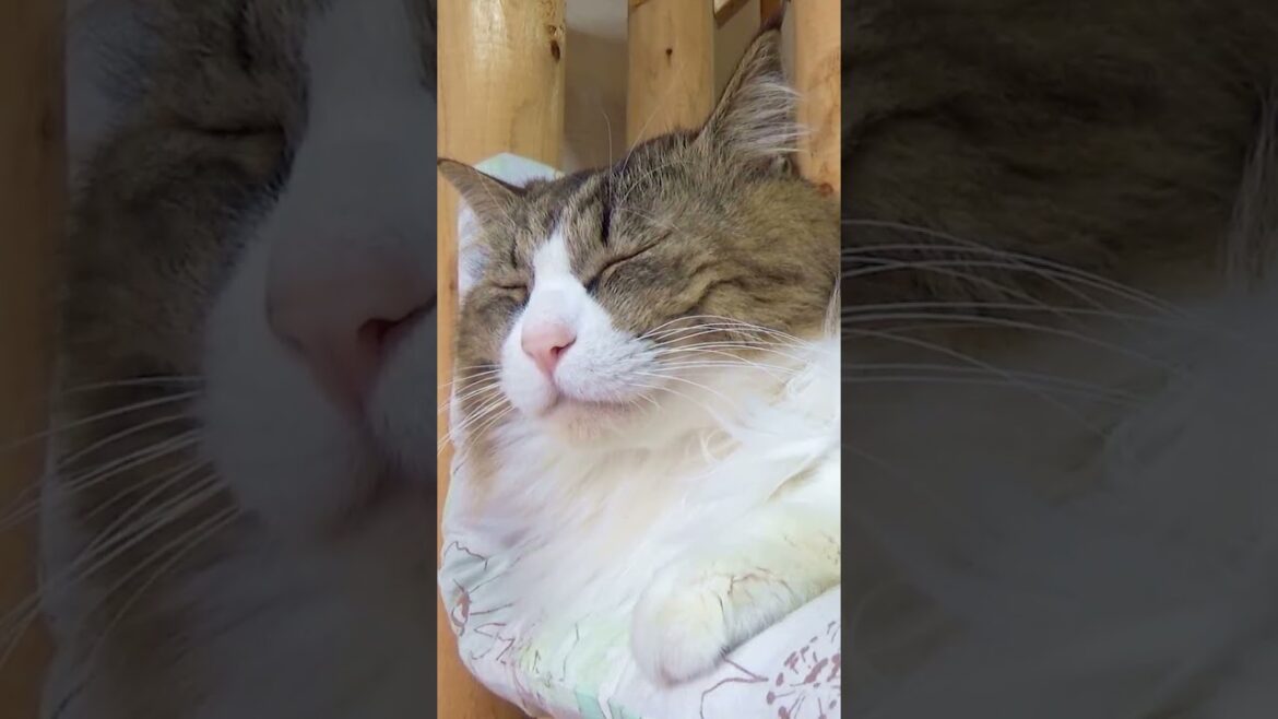 ファーミーターに魅了された大型長毛猫!これが日本一の標高を誇る被毛山ボス富士だ!【ボス吉FURminator2018】#Shorts ファーミーターに魅了された大型長毛猫!これが日本一の標高を誇る被毛山ボス富士だ!【ボス吉FURminator2018】#Shorts