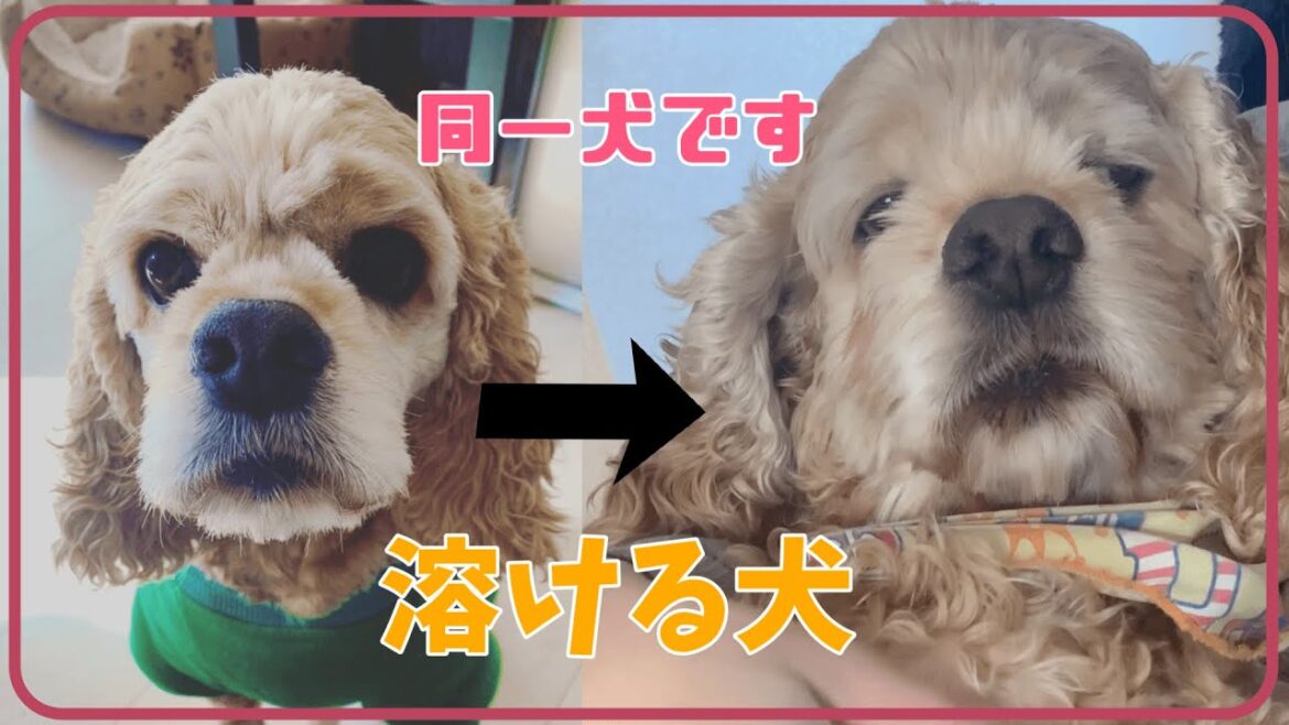 ある場所をモフると溶けてしまうアメリカンコッカースパニエル
